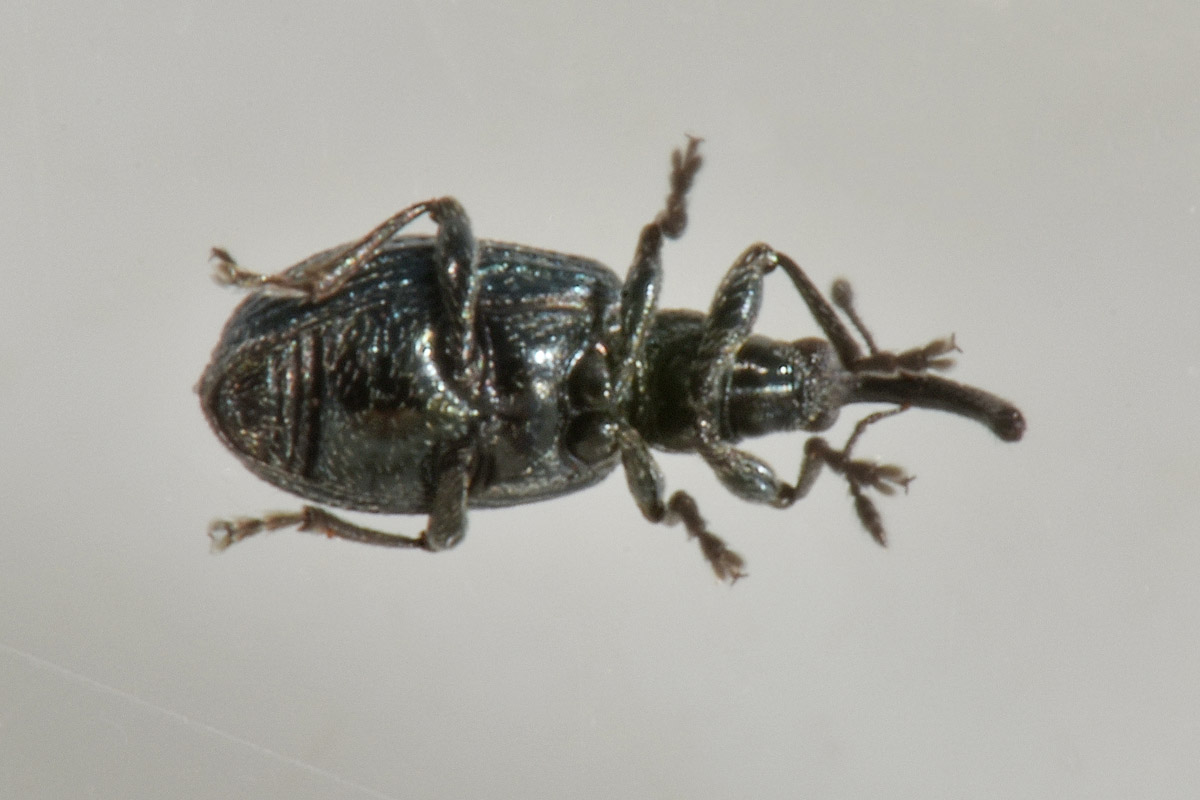 Apionidae:  Ischnopterapion virens